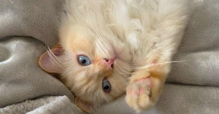 flame-point-ragdoll-cat-laying-upside-down