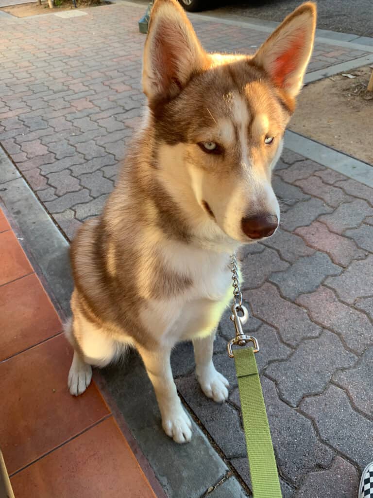 A huskita on a green leash sitting on a paved walkway