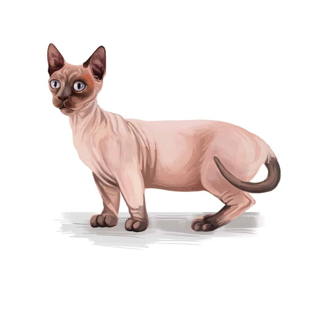 Rarest cats - Minskin Cat