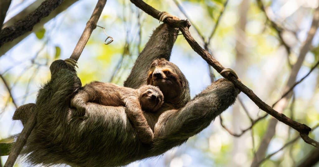 baby-sloth-and-mother
