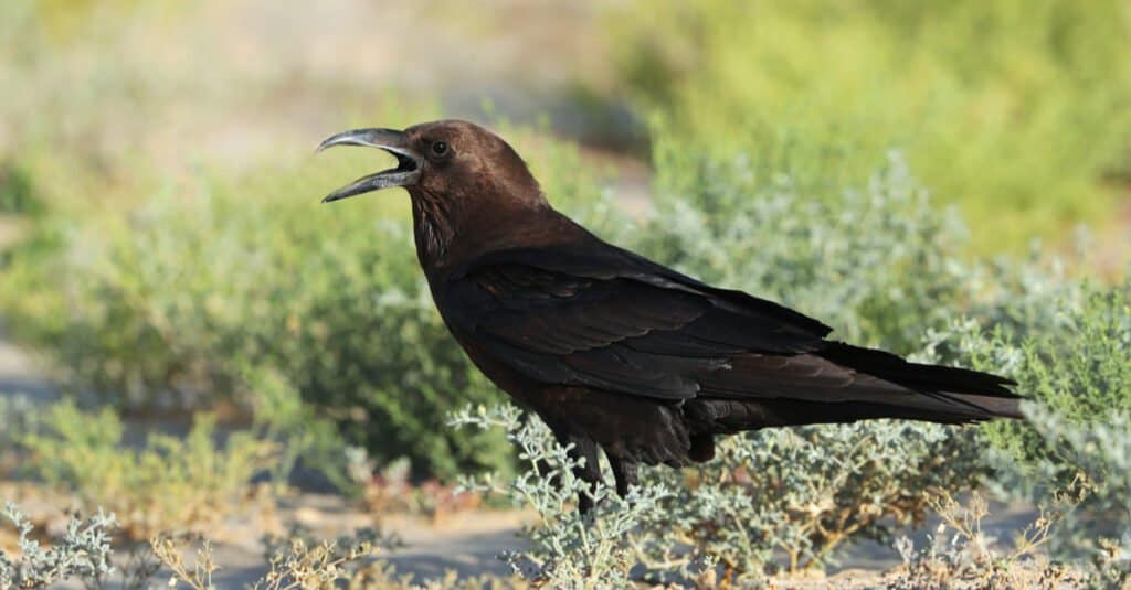Largest Crow - Rufous-necked Corvus