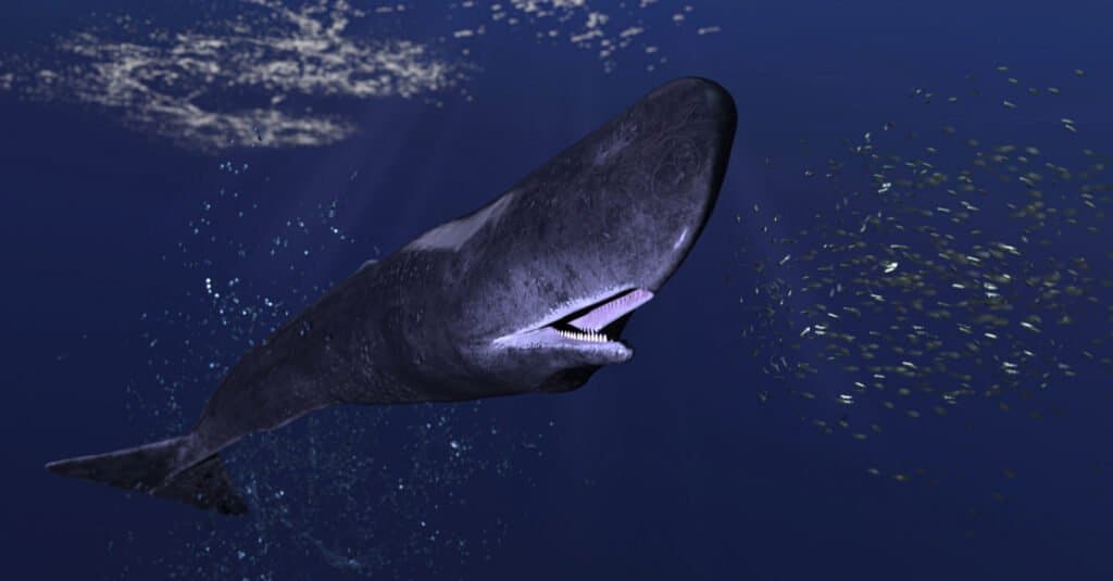 Whale Teeth - Sperm Whale Open Mouth Showing Teeth