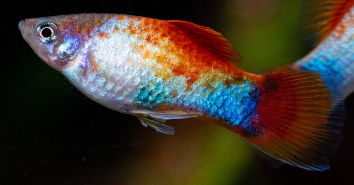 filosofi auroch Vedhæftet fil Types of Aquarium Fish - AZ Animals