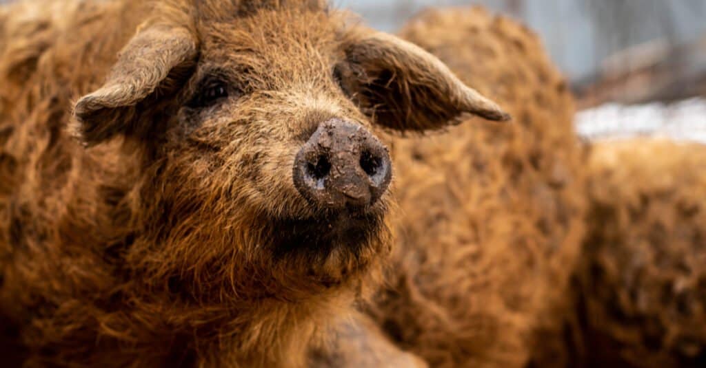 Largest Pigs - Mangalica