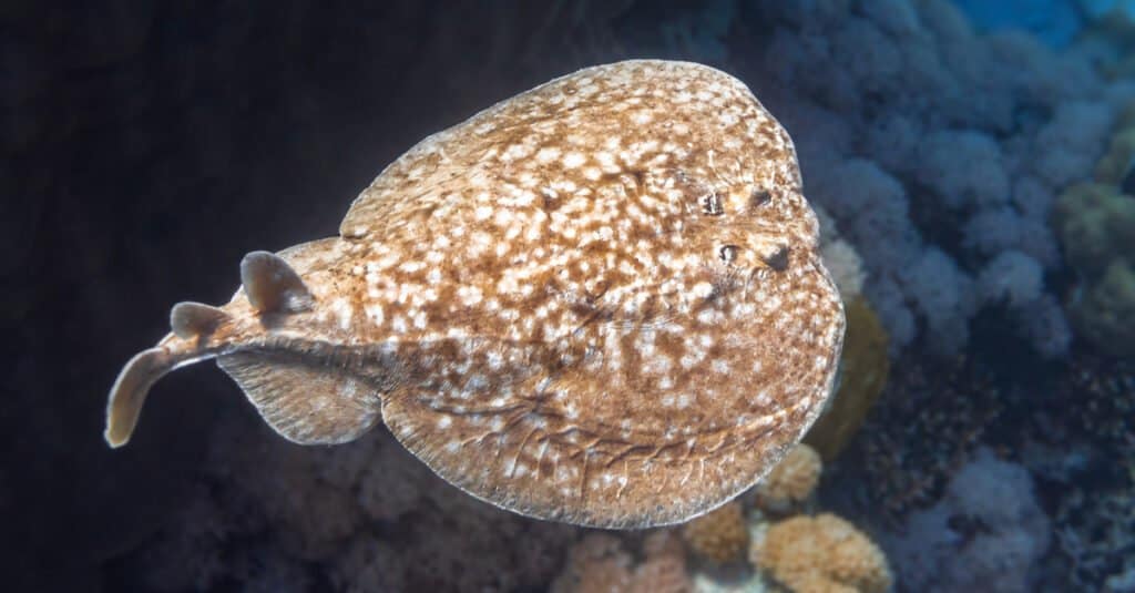 Electric Fish - Pacific Electric Ray