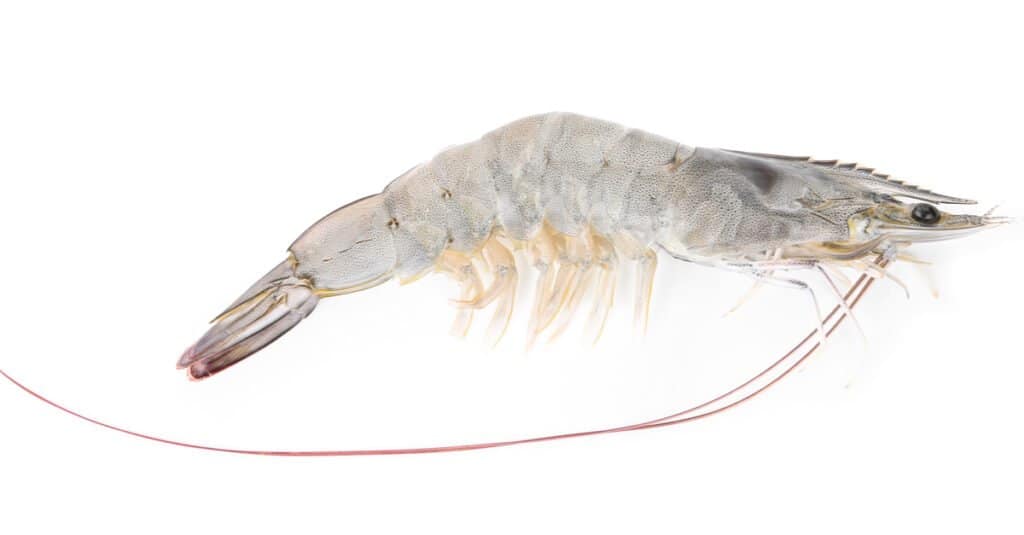 Largest Shrimp - White leg shrimp