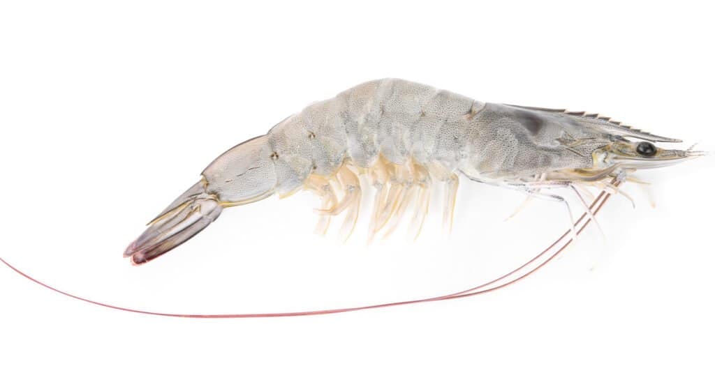 Discover the 5 Largest Shrimp (And Prawns!) Found in U.S. Waters - A-Z ...