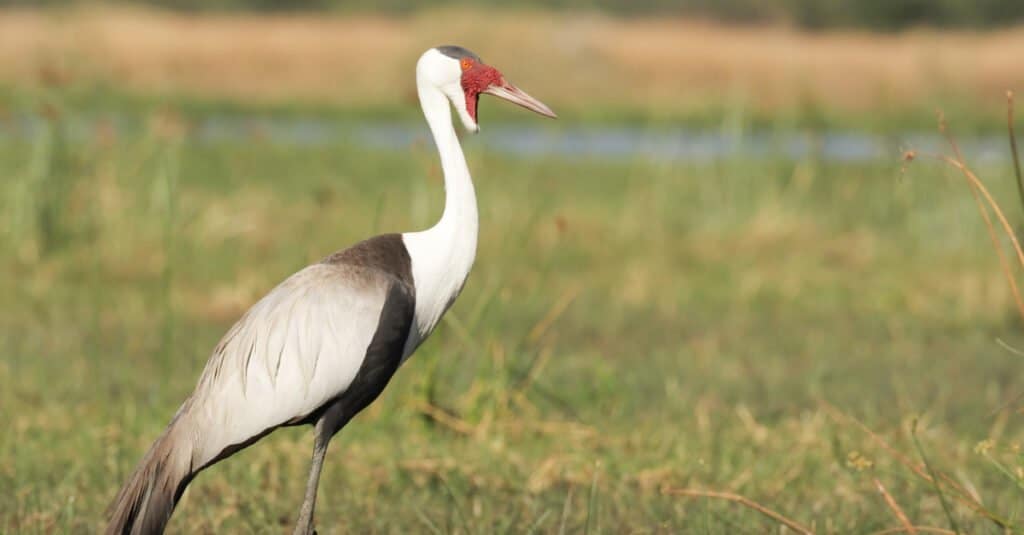 Largest Crane - Wattled Crane