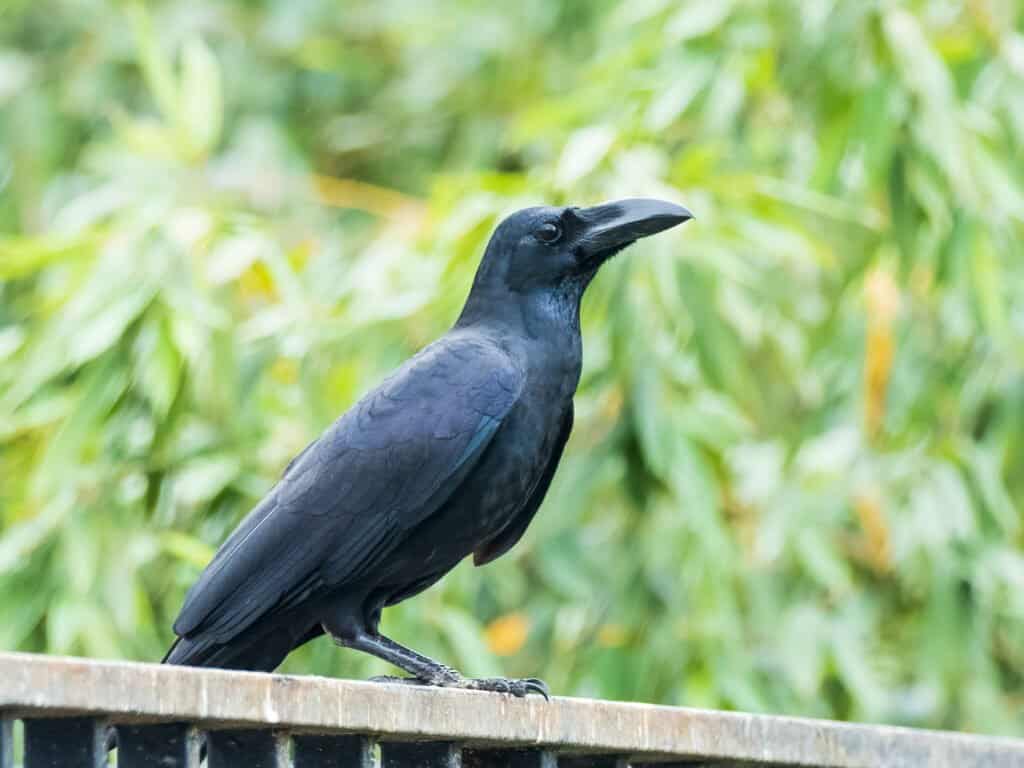 Largest Crows - Large-Billed Crow