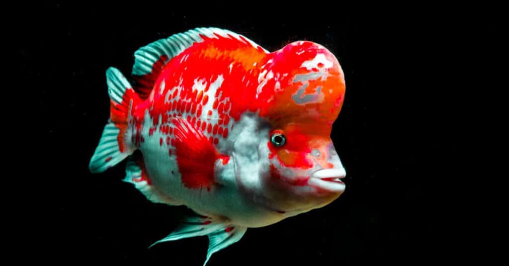 types-of-pet-fish-that-live-long-imp-world