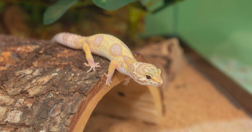 leopard-gecko-standing-on-half-log