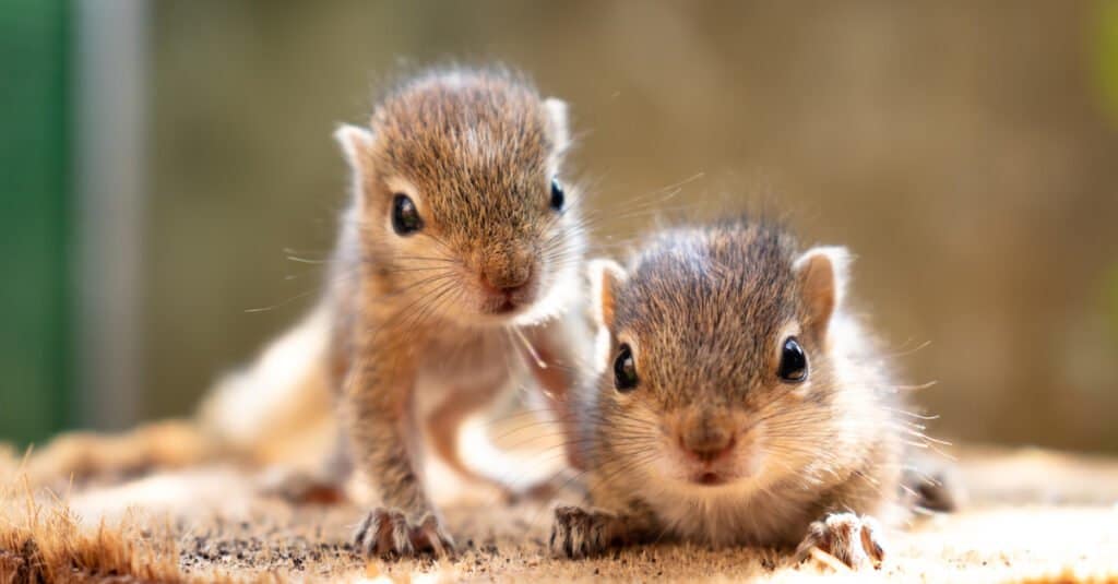 Baby Squirrel: 5 Kit Pictures and 5 Facts - AZ Animals