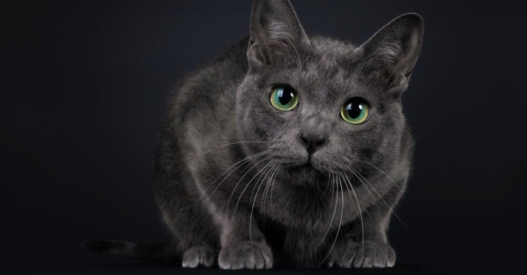 Rarest Cats - The Korat Cat