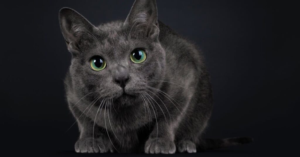 Rarest Cats - The Korat Cat