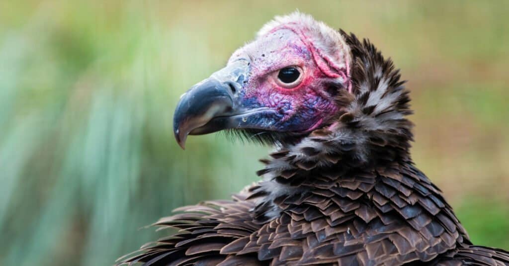 Largest Vultures - Lappet-faced Vulture