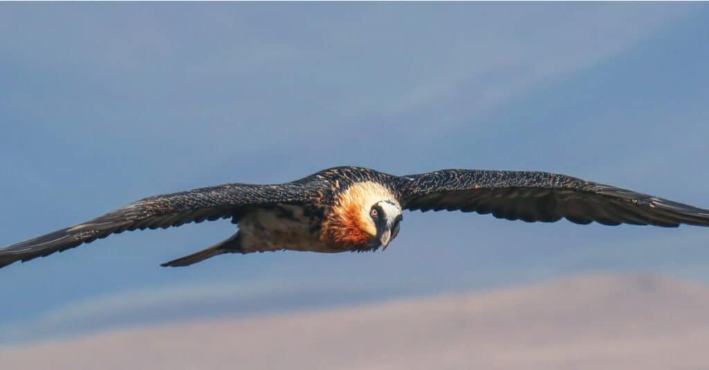 Largest vulture - bearded vulture 