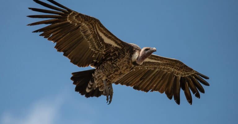 Largest Vulture - Rüppells Vulture