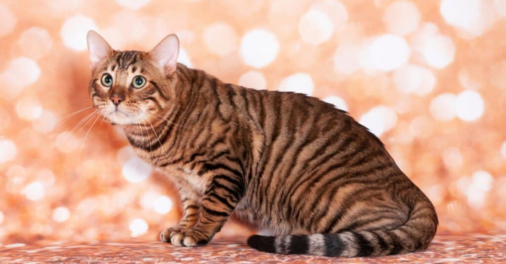 toyger-cat-sitting-against-pink-background