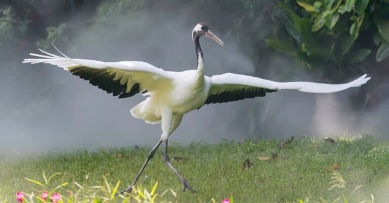 Largest Cranes - Red-crowned Crane