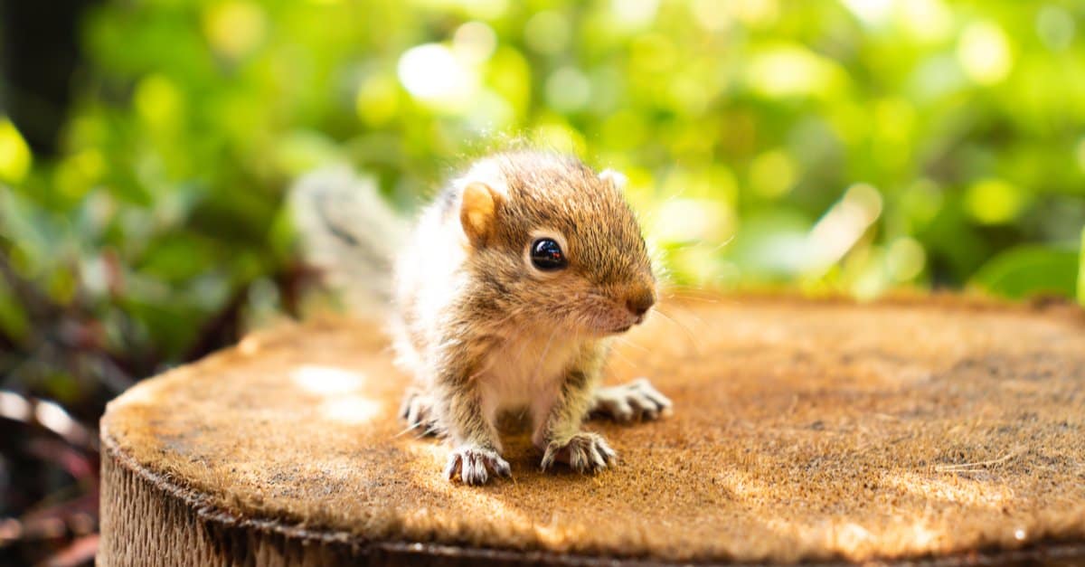 Baby Squirrel 5 Kit Pictures and 5 Facts AZ Animals