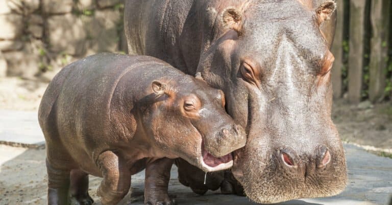 Baby Hippo: 5 Calf Pictures & 5 Facts - A-Z Animals