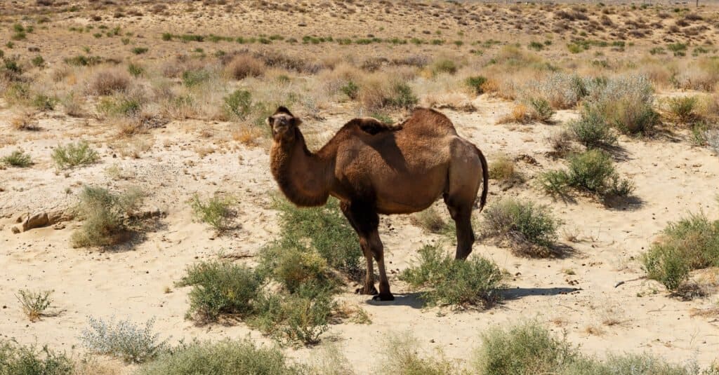 Why Do Camels Have Humps - Bactarian Camel 