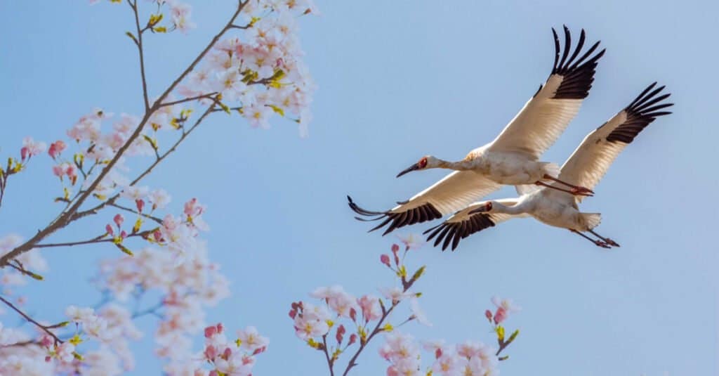 Largest Crane - Siberian Crane