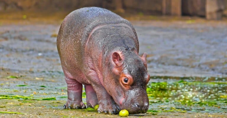 baby hippo eats
