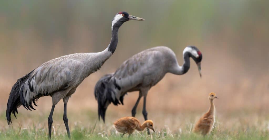 Largest Crane - Common Crane 