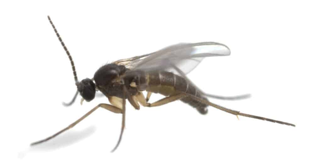 Fly Lifespan - Gnat 