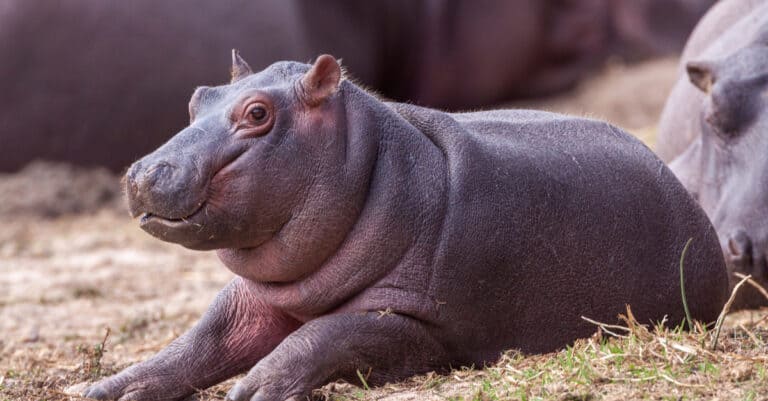 Baby Hippo: 5 Calf Pictures & 5 Facts - A-Z Animals