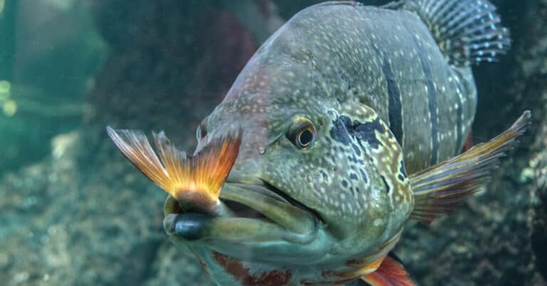 What do fish eat - fish eating a smaller fish