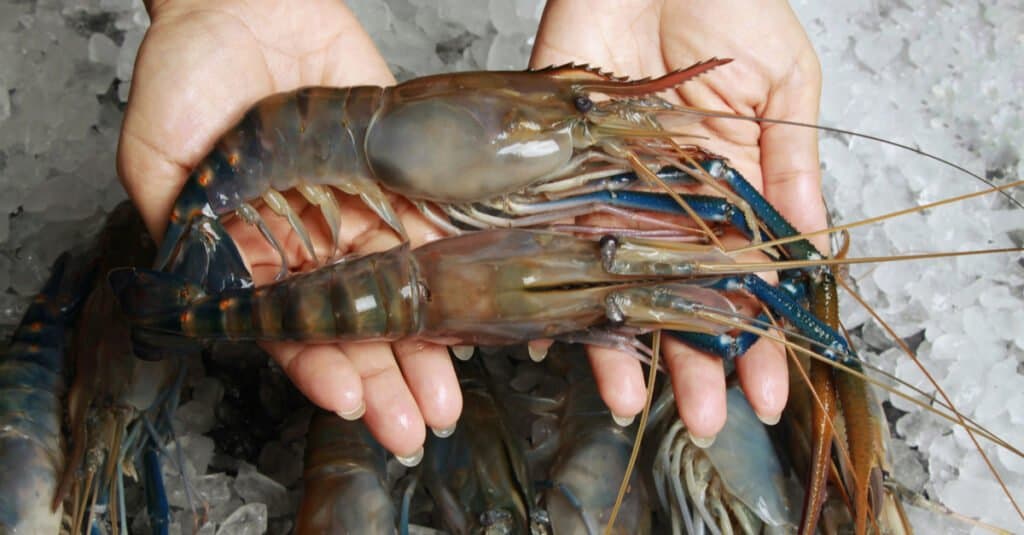 giant freshwater shrimp