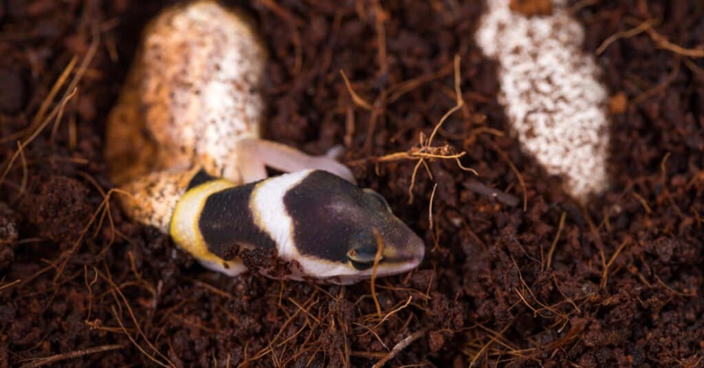 baby-leopard-gecko-hatching-from-egg