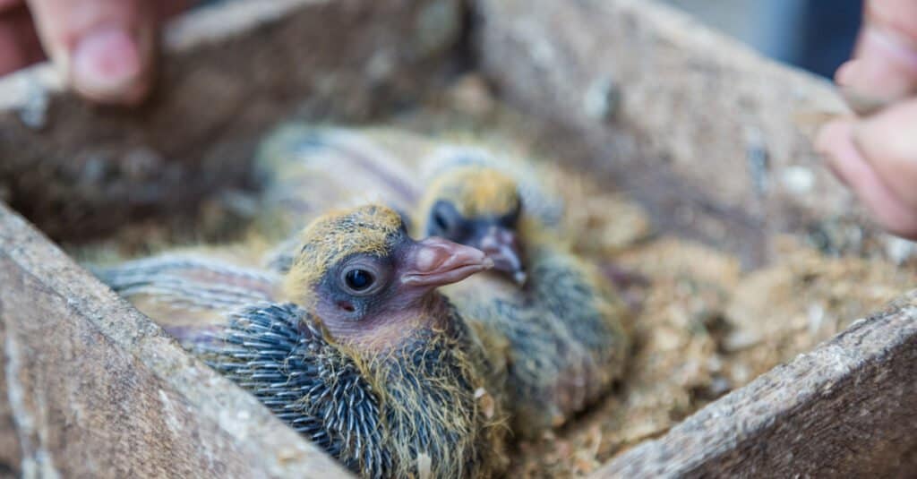 baby-pigeon-siblings