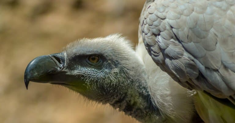 Largest Vulture - Cape Vulture