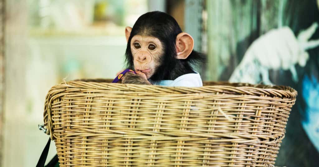 cute newborn chimpanzee