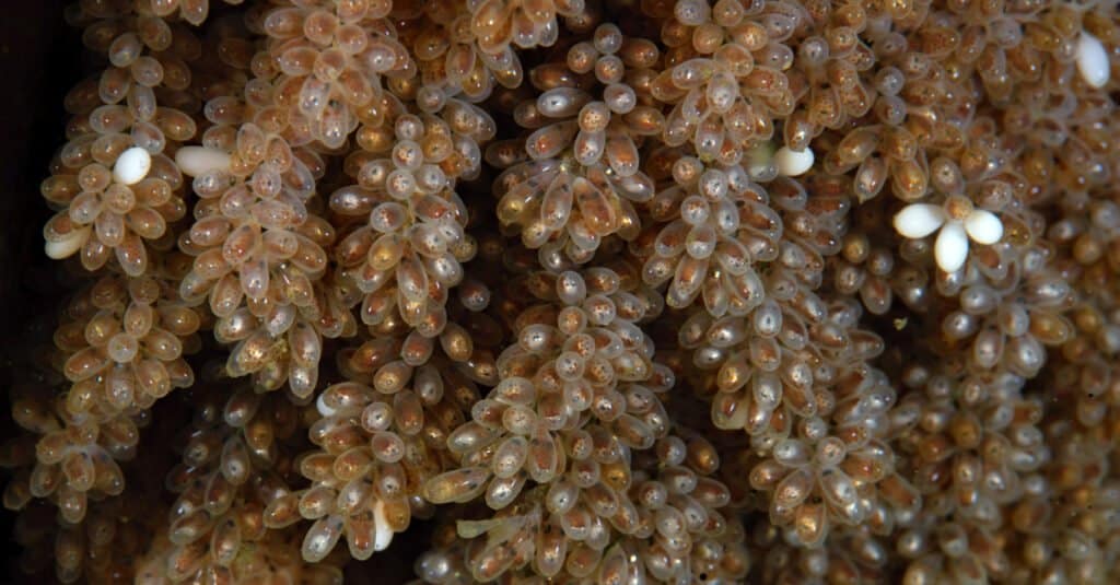 Octopus Lifespan - Octopus Eggs