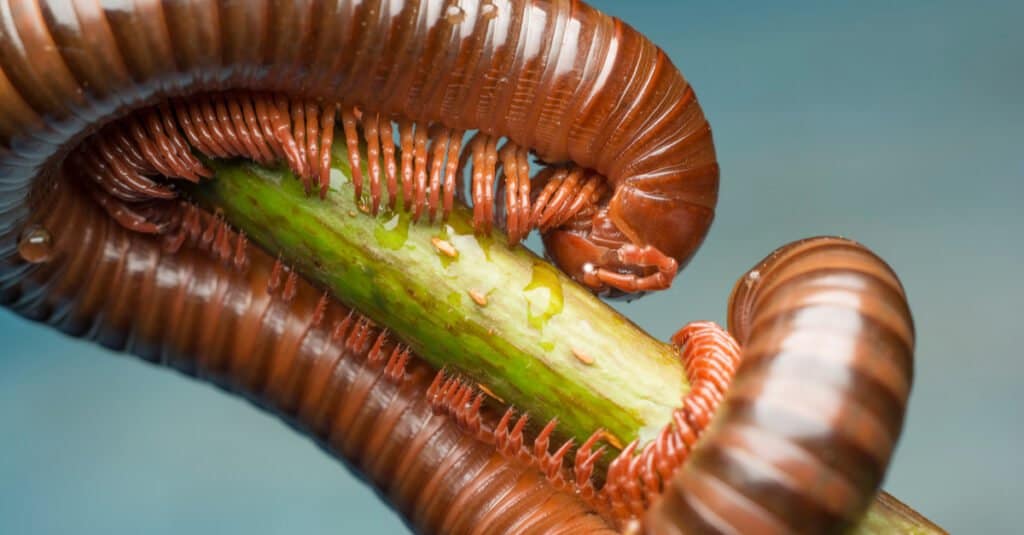 Largest Millipedes - Close up of Millipede