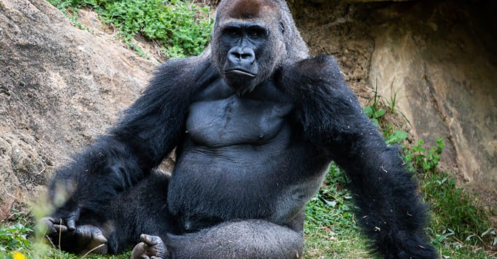 silverback gorilla lifting weights