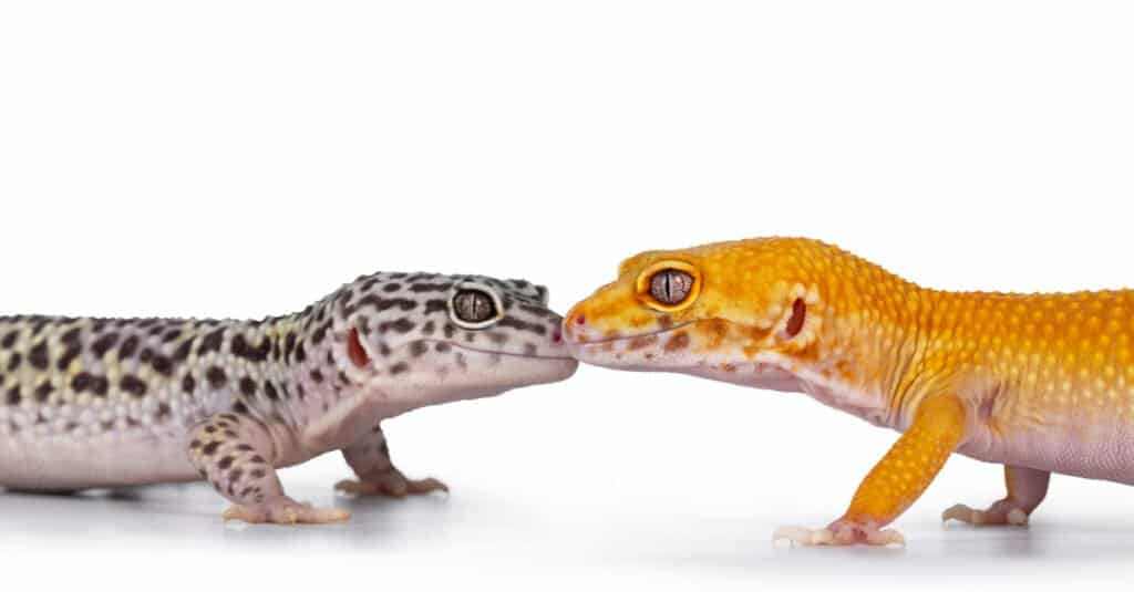 different-leopard-gecko-morphs-facing-each-other-white-background