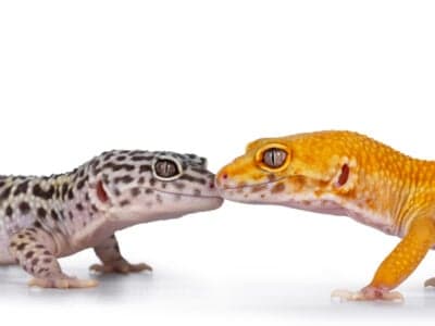 A Les 5 meilleurs suppléments de vitamines pour les geckos