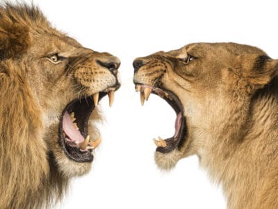 A The Bite Force of a Lion and How It Compares to Other Big Cats