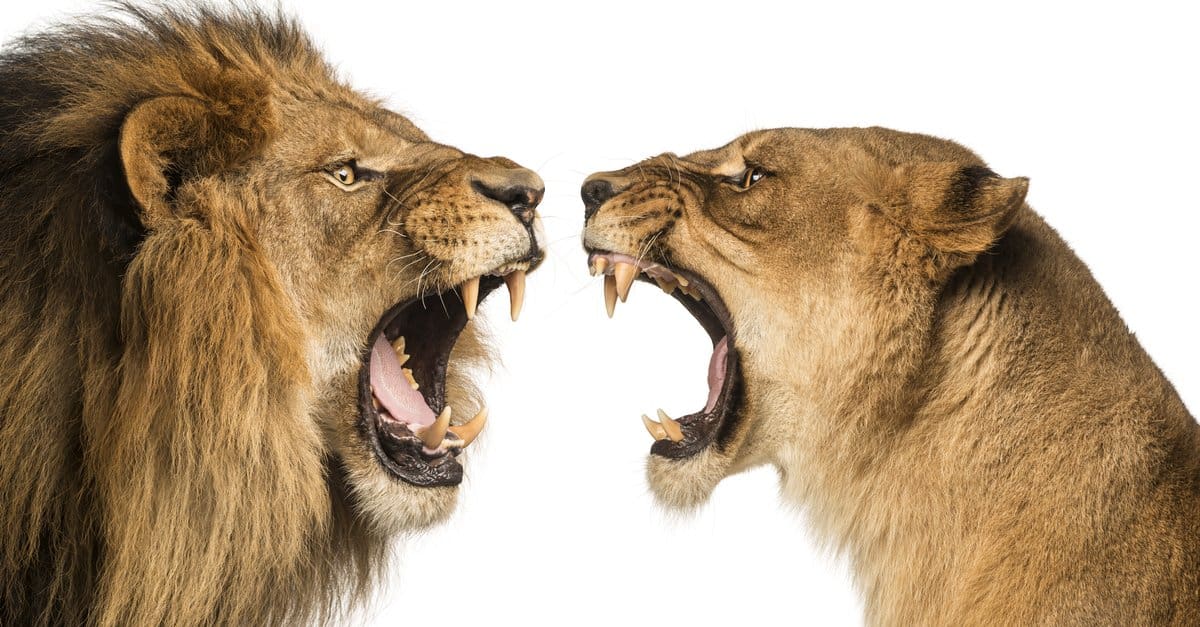 Lion Bite Force - Lions Facing Off And Showing Their Teeth