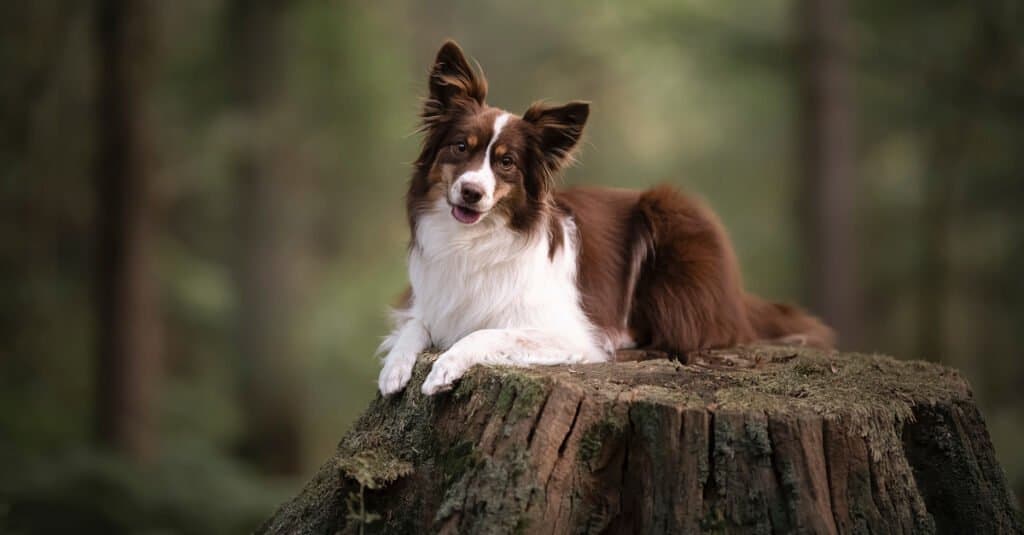 Types of Shepherd Dogs - . Miniature American Shepherd