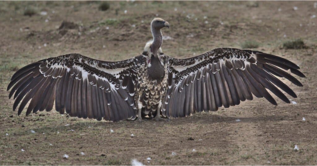 Largest vulture - Gyps Africanus