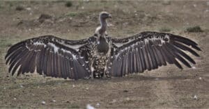 The Top 10 Largest Vultures In The World - A-Z Animals