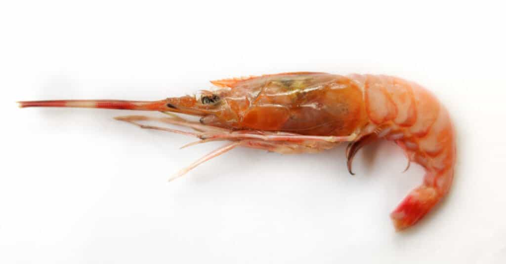 Largest shrimp - Deep Water Rose Shrimp 