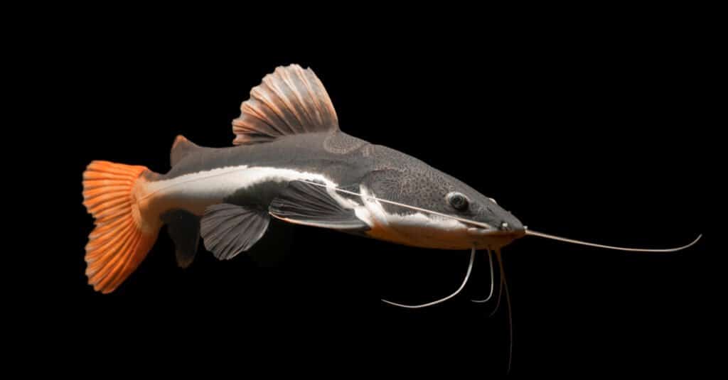 ประเภทของปลาสัตว์เลี้ยงอายุยืน - ปลาดุกหางแดง
