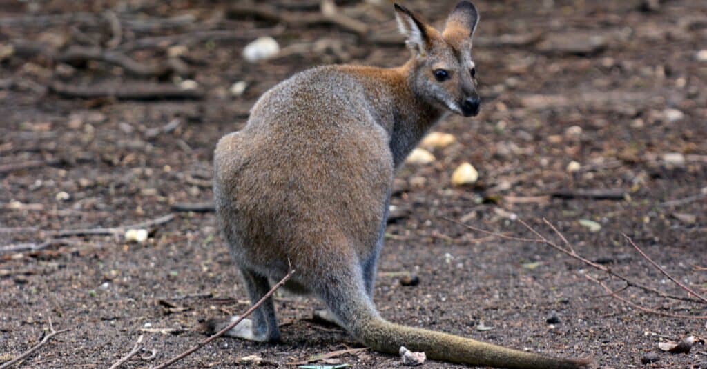 major kangaroo species chart